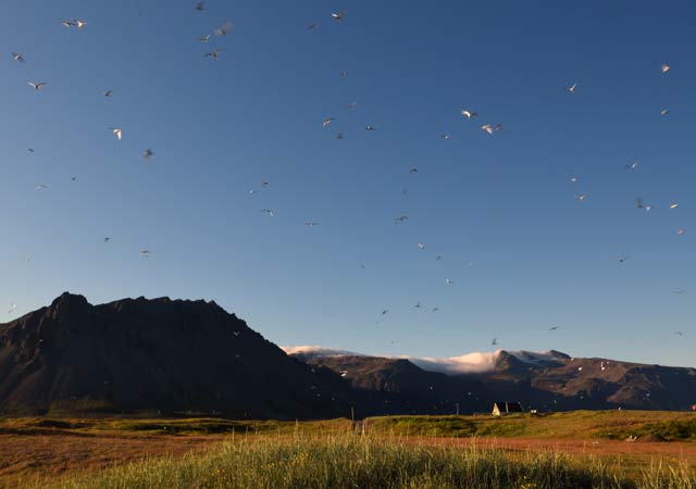 Goðafoss (Westseite). Das Wasser sucht sich seinen Weg in die Tiefe